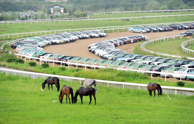 Horses graze around parked cars at Nanjing International Racecourse. Photo: Imaginechina.