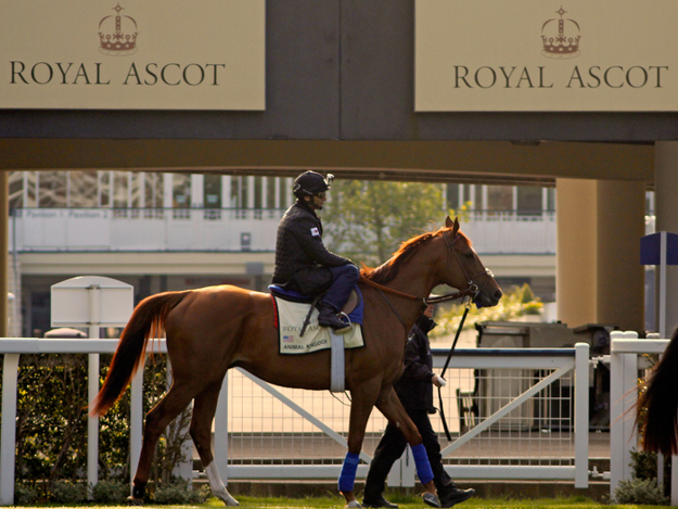 Animal Kingdom at Ascot before the 2013 Queen Anne Stakes. Photo: RacingFotos.com