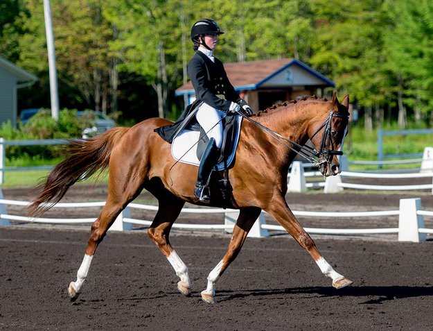 Gone Ballistic had 11 starts on the track. Now, he competes in Prix St. Georges-level dressage. Photo: Alexandra Gainer. 