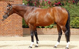 Expectations sky high as Frankel's first yearlings are set to go through the ring