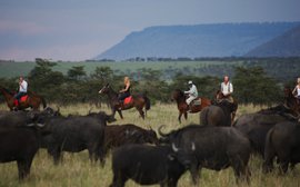 From post to picket line: Retired African racehorses on safari