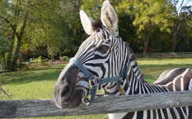 Laminitis treatment advancements from an unlikely source - a zebra