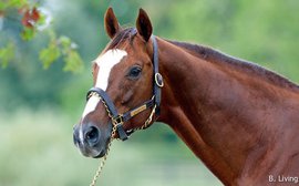 Kittens Abroad: Ramseys’ Global Plans for Foundation Sire (Pt. II)