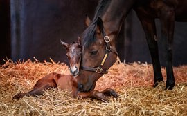 Just a few hours old: meet Treve’s new daughter
