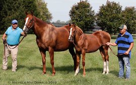 The Triple Crown mares on the verge of creating their own dynasties