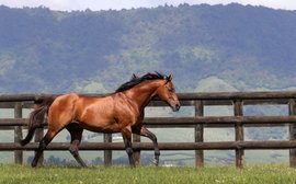 Breeding industry mourns the loss of star stallion Pins