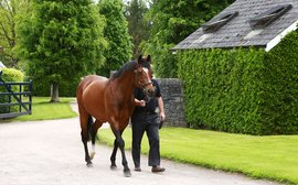 At home with the world’s number one stallion