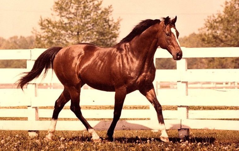 ‘He had every intention of breeding every mare on the farm’ – recalling Northern Dancer’s earliest days at stud