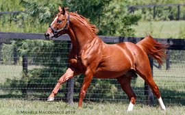 How’s life for the horse who has become America’s most reliable sire of Classic performers?