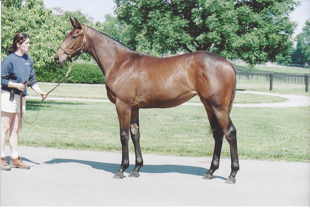 Raised at Mill Ridge: Life Is Sweet, a full sister to Sweet Catomine, won the BC Distaff in 2009. Photo: Mill Ridge Farm