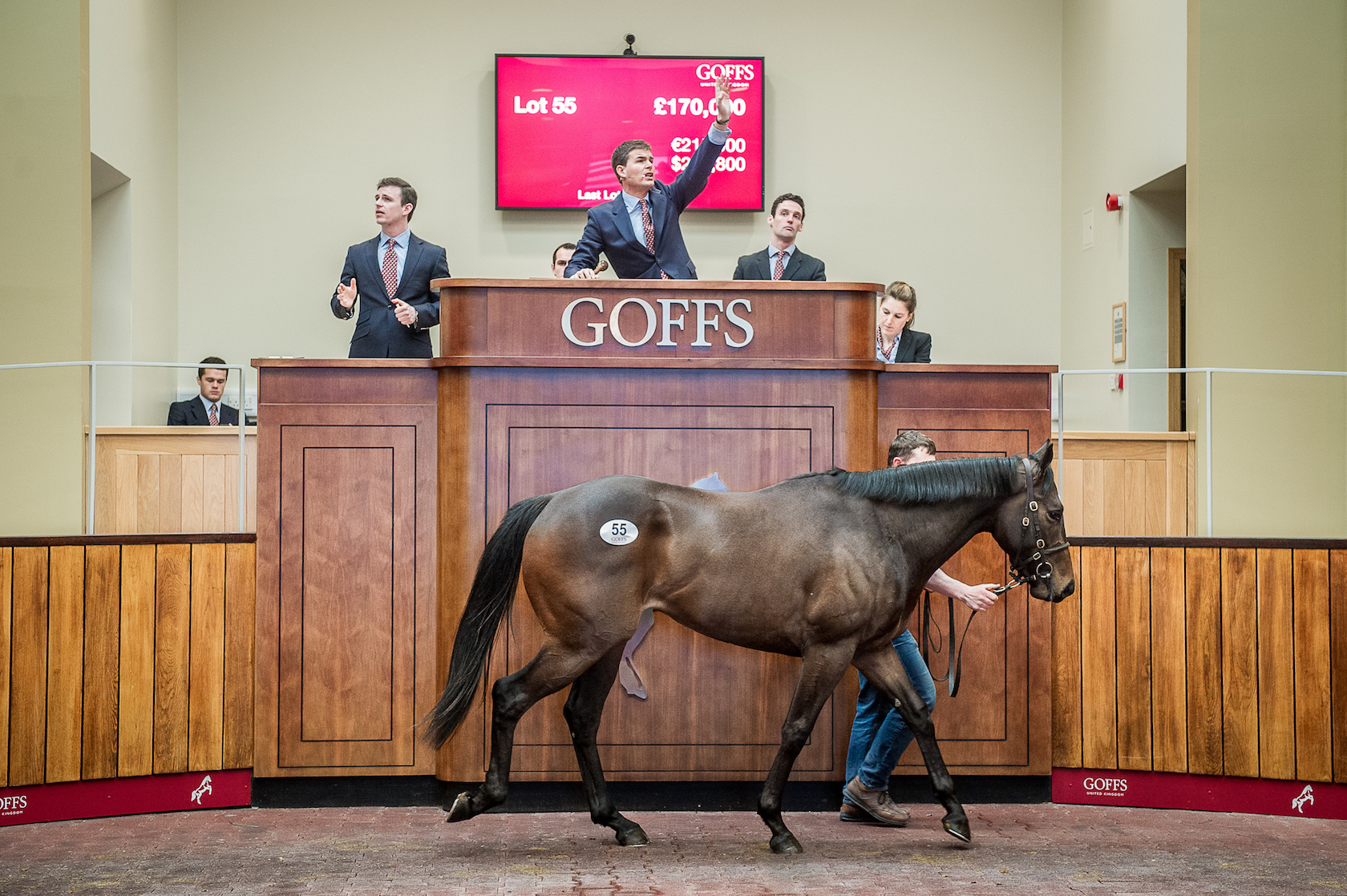 Sale-topper: Ardad goes for £170,000 at the Goffs UK Breeze-Up sale in 2016. Photo: Sarah Farnsworth 