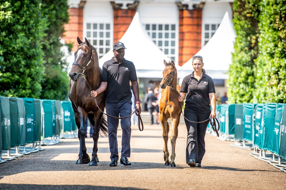 Most of the horses-in-training up for sale at the QIPCO Goffs London Sale, staged on the eve of Royal Ascot, hold entries at the royal meeting later in the week. Photo: Sarah Farnsworth
