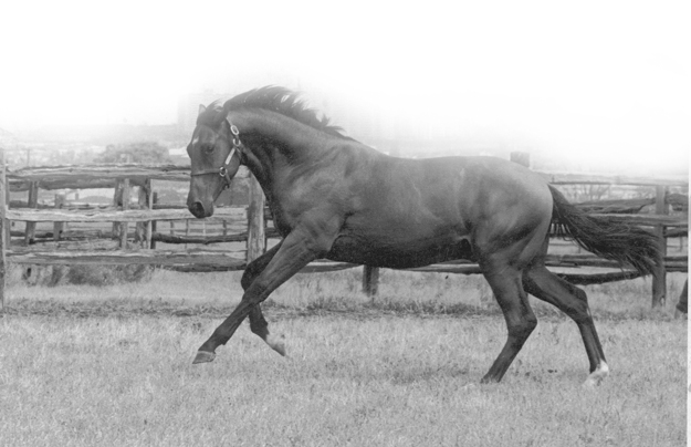 Nijinsky. Photo provided by the Canadian Horse Racing Hall of Fame.