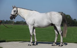 Kendargent: The champion sire that wasn't meant to be