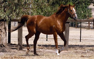 Kingston Rule: the son of Secretariat who ran the fastest Melbourne Cup ever