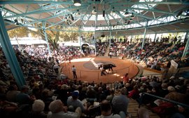 Yearlings come to Sydney for the greatest Easter show on earth