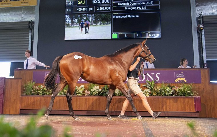 Sale Preview: Magic Millions Perth Yearling Sale