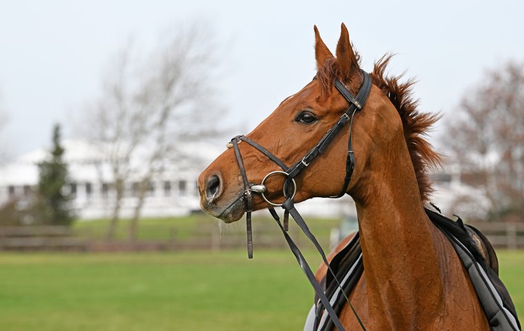 Global Rankings Weekly Awards: Return of Vauban