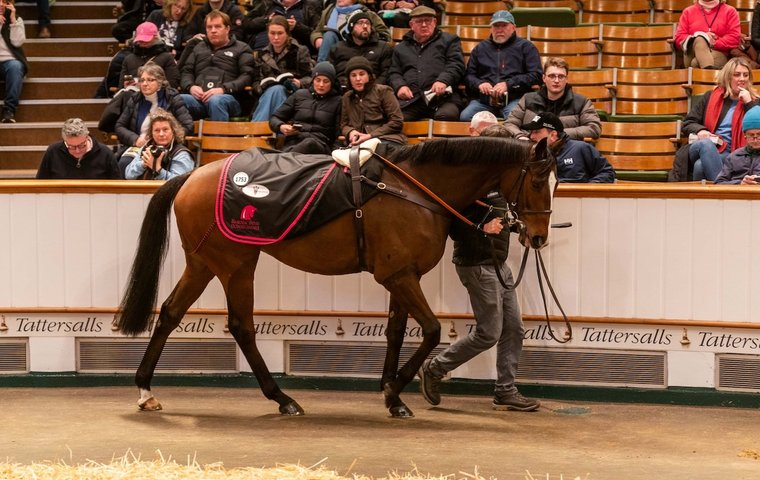 What’s been happening: Big money at Tattersalls, Ryan Moore returns, Jorge Chavez recovering after surgery and more …