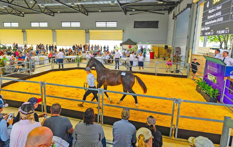 Sale Preview: Magic Millions Capricornia Yearling Sale