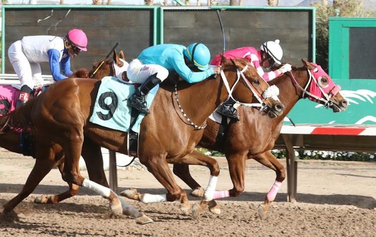 This one goes up to 11: Meet Sharp Warning, the winningmost horse in North America in 2025