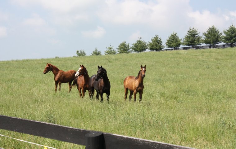They’re doing something very right at the farm that bred both Justify and Vino Rosso