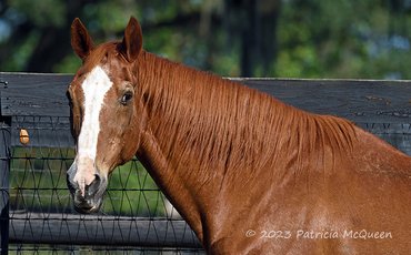 End of an era as Secretariat’s final son Maritime Traveler dies, aged 35