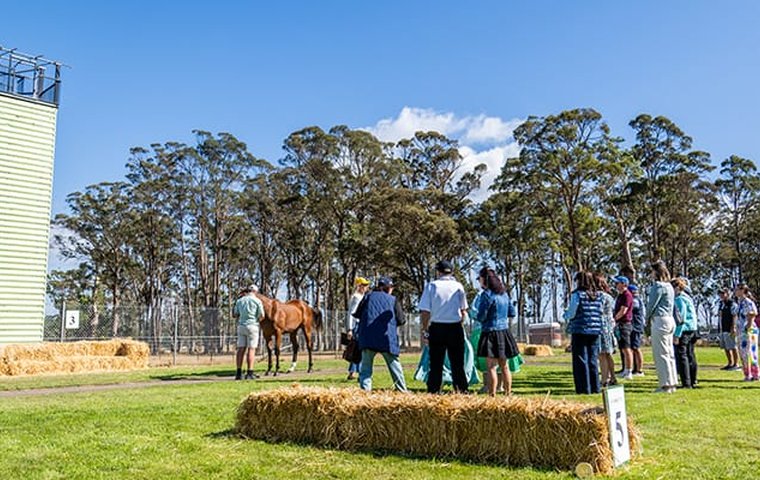 Sale Preview: Magic Millions Tasmanian Yearling Sale