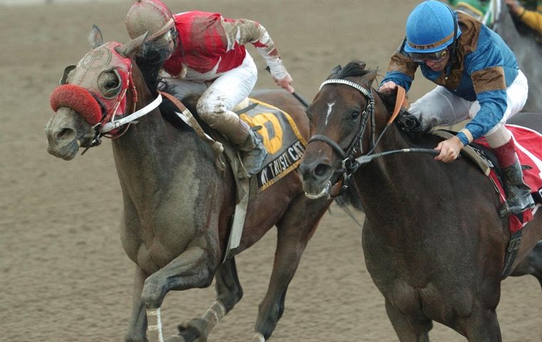 A life after racing: G1 winner My Trusty Cat living the good life at Our Mims Retirement Haven