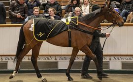 ‘They’re like Picassos … a rare commodity’ – four-time G1 winner Porta Fortuna headlines blue-chip cast at Sceptre Sessions