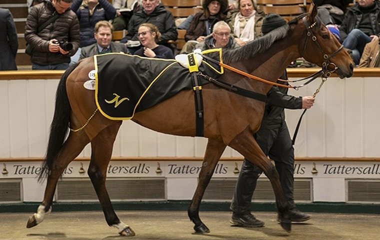 ‘They’re like Picassos … a rare commodity’ – four-time G1 winner Porta Fortuna headlines blue-chip cast at Sceptre Sessions