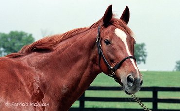 Remembering the forgotten children of Secretariat – at home and abroad