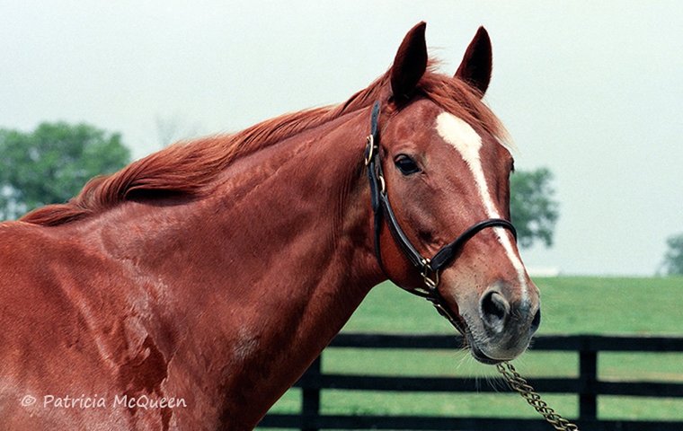 Remembering the forgotten children of Secretariat – at home and abroad
