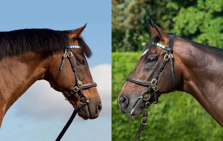 The world’s ten most expensive sires for 2026