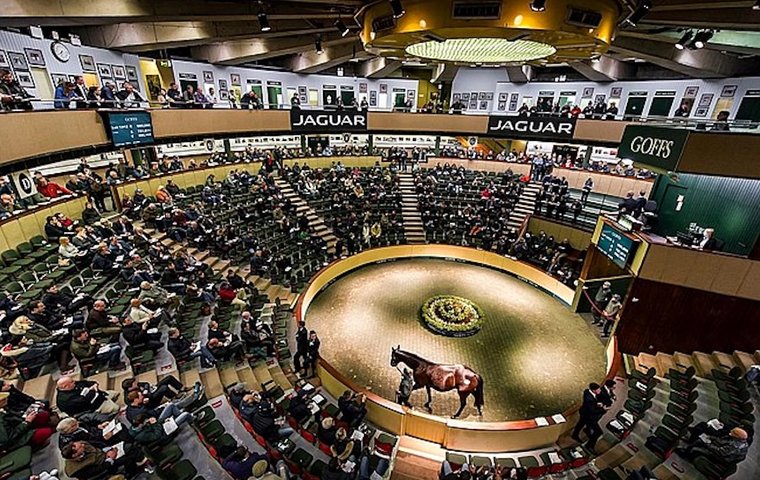 Where the success story starts: focus on foals and mares at Goffs November Sale