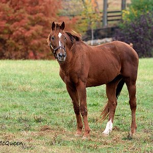 Tinners Way, the son who gave the great horse his last hurrah | Topics ...