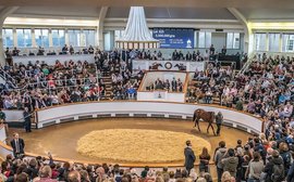 Welcome to the Champions League: spotlight on Tattersalls October Yearling Sales Book 1