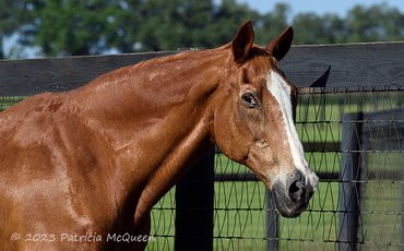Birthday wishes for an extraordinary senior: catching up with Secretariat’s last son as he turns 35