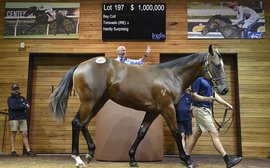 Sale Preview: Inglis Premier Yearling Sale