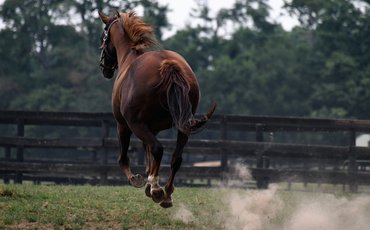 ‘The industry needs to get its house in order’ – US racing urged to act on aftercare funding