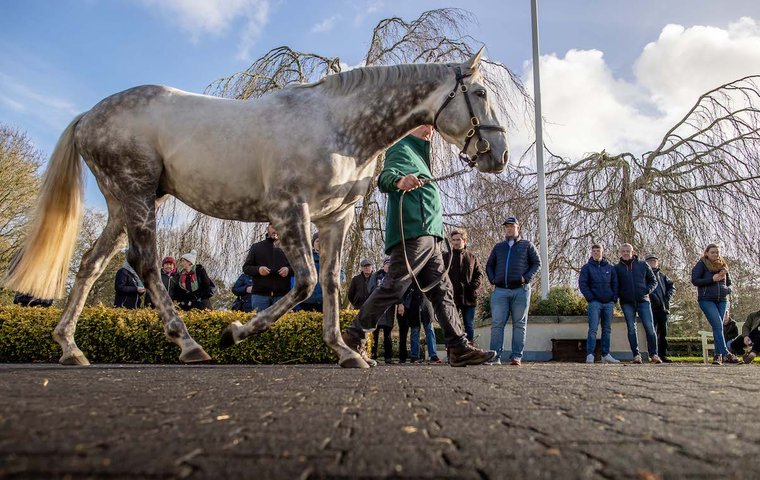 Irish Stallion Trail 2026: Showcasing the best of Irish bloodstock as over 30 stud farms open their doors