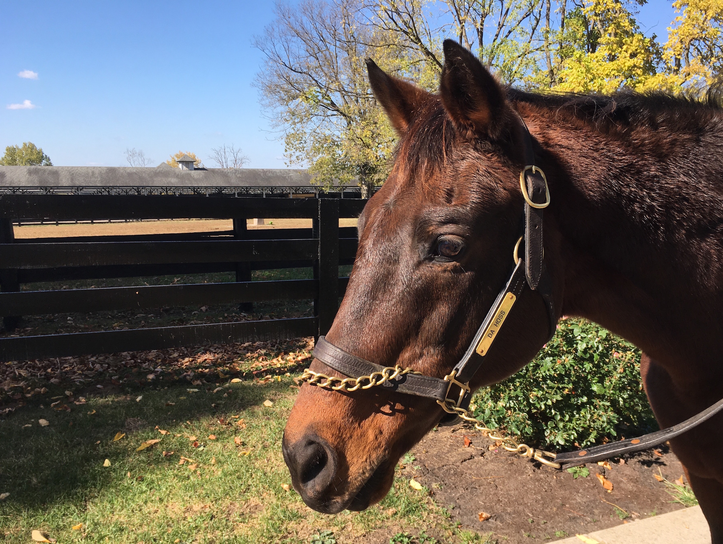 Da Hoss, two-time winner of the Breeders’ Cup Mile for trainer Michael Dicknson, is one of the many equine heroes you can visit at Kentucky Horse Park. Photo: Amanda Duckworth