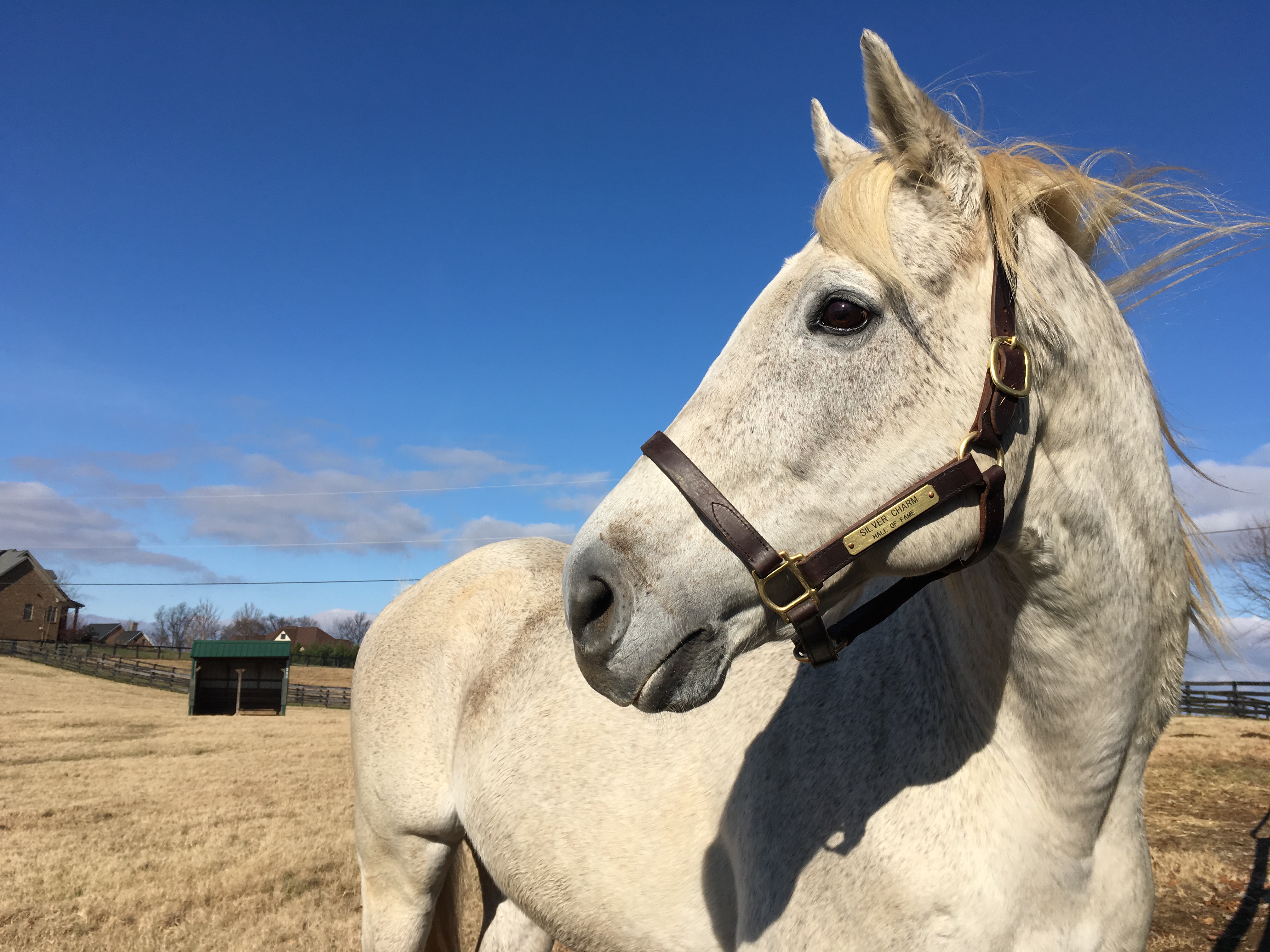 The Kentucky Derby, Preakness and Dubai World Cup hero, now 27, is a star attraction at Old Friends, which has 20,000 visitors a year. Photo: Amanda Duckworth