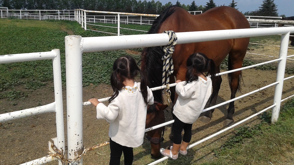 Up close and personal with ex-racer Crimson Deed, now a trusted equine therapy horse in Canada. Photo: Dr. Brenda E. Abbey