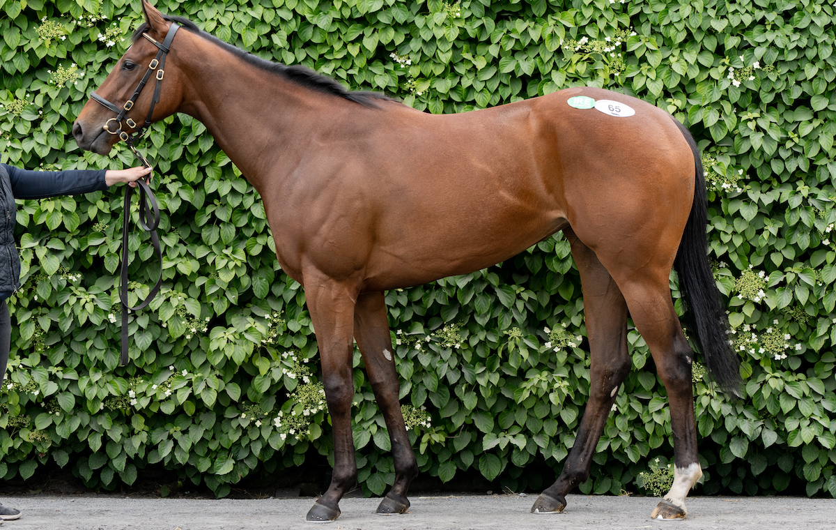 Kairyu: sold for €80,000 at last year’s breeze-up and went on to claim G3 Anglesey Stakes at the Curragh. Photo: ITM