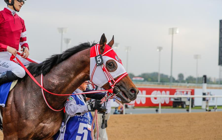 Forever Young: set for US return at Breeders' Cup. Photo: Dubai Racing Club / Liesl King