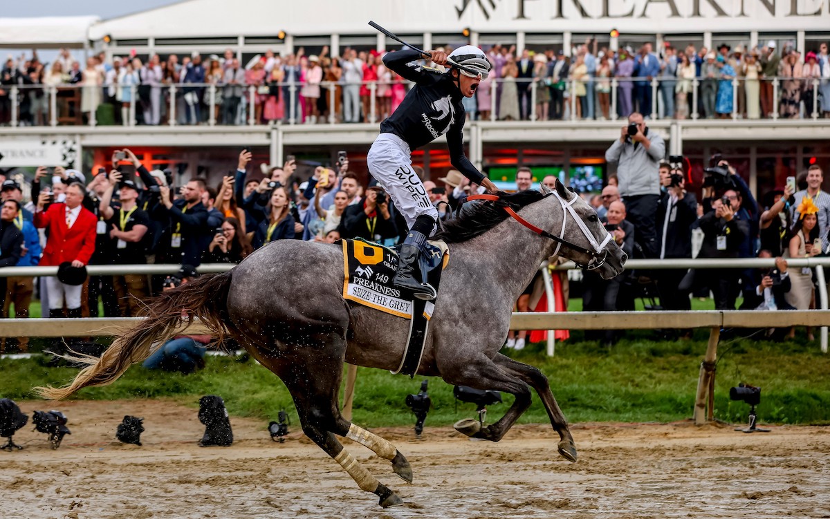 Preakness heroes: Jaime Torres celebrates on Seize The Grey. Photo: Maryland Jockey Club