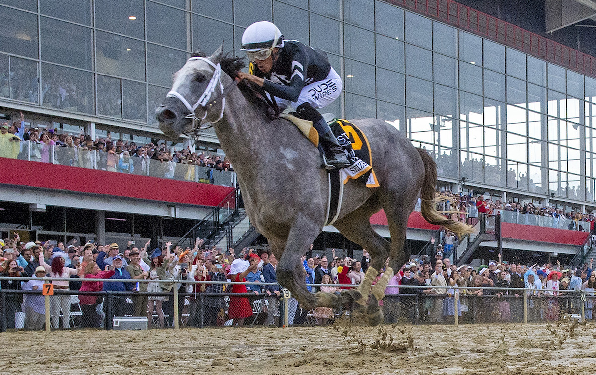 Seize The Grey (Jaime Torres) in front of the Pimlico stand en route to a popular success. Photo: Maryland Jockey Club