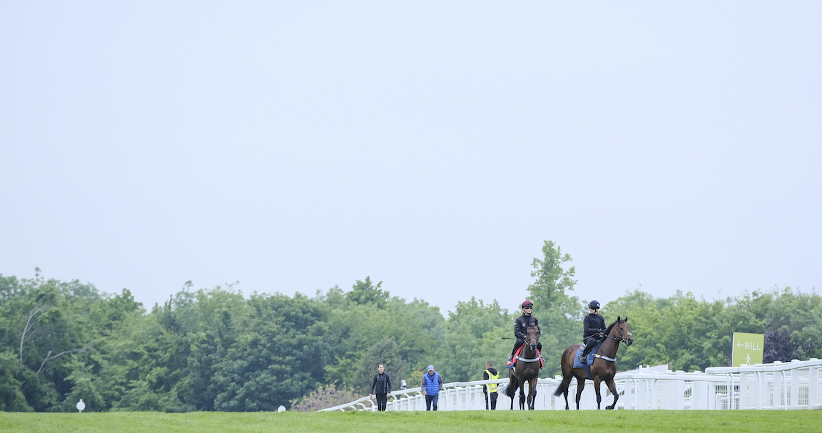 Classic scene: Derby contender Dancing Gemini ready for a racecourse spin with a work companion at Epsom. Photo: John Hoy / Jockey Club