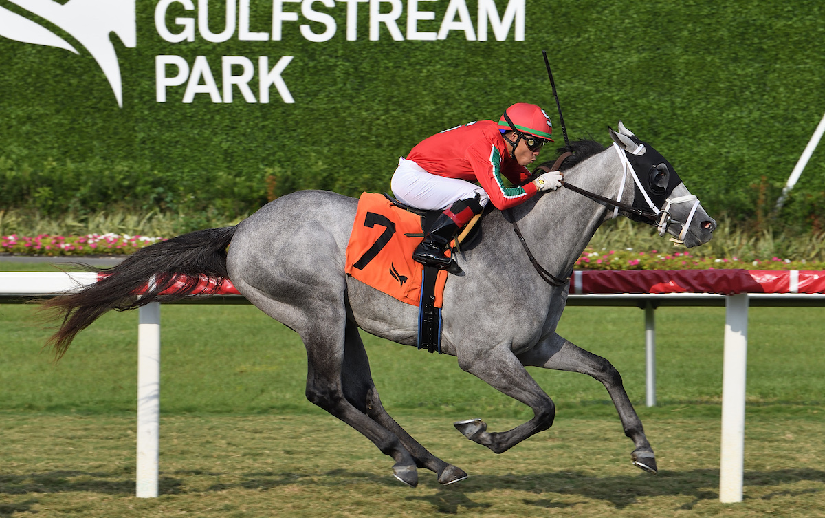 Gabaldon (Emisael Jaramillo) earns a trip to England in the Royal Palm Juvenile at Gulfstream Park. Photo: Lauren King / Gulfstream Park